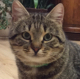 ������ ��� RedCat