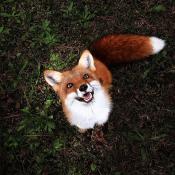 ������ ��� Rabble