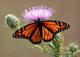������ ��� Mariposa