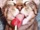 ������ ��� MilkaCatChup