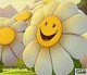 ������ ��� Farta