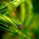 ������ ��� beautiful creature