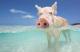 ������ ��� Minipig